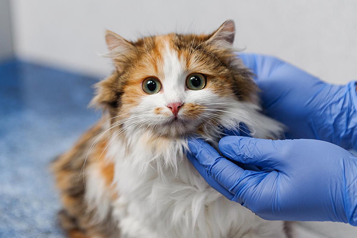 Veterinarian wearing blue surgical gloves examining fluffy cat's head and neck
