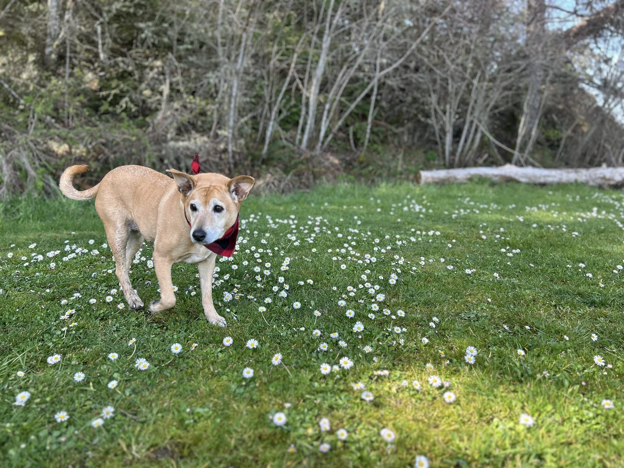 dog named Cali in a field
