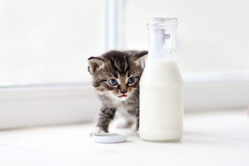kitten behind a bottle of milk on a table