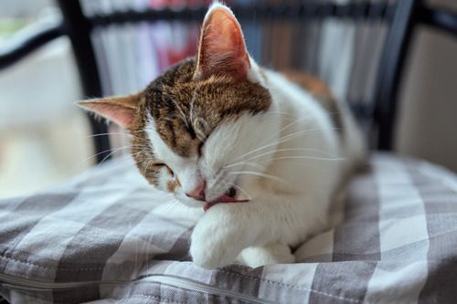 cat licking its paws while laying in a chair