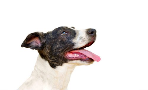 mixed breed dog panting against a white background
