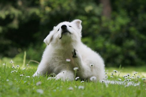 golden retriever puppy scratching itself in a field of wildflowers