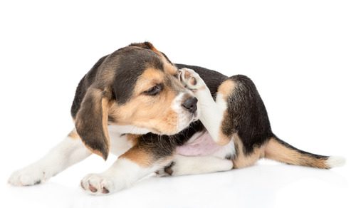 beagle puppy scratching itself on a white background