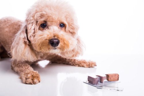 poodle dog laying in front of beef chewables for heartworm prevention