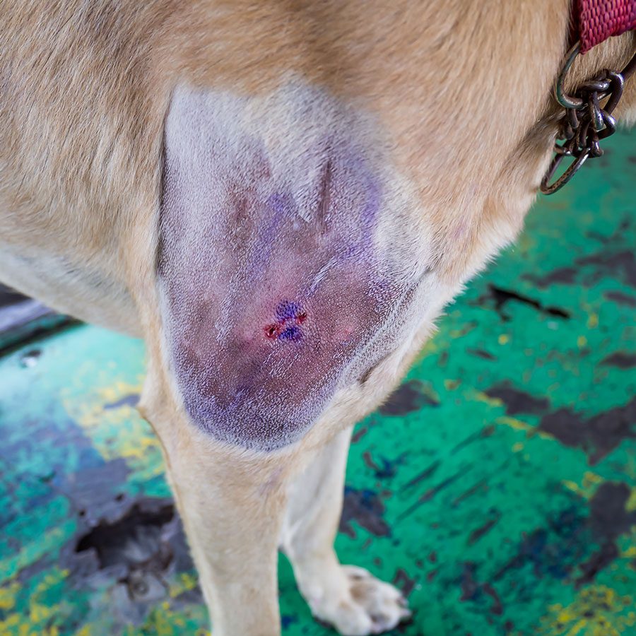 Post Surgery Healing The wound on dogs leg after surgery
