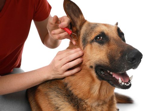 female pet owner removing tick from german shepherd dog on a white background