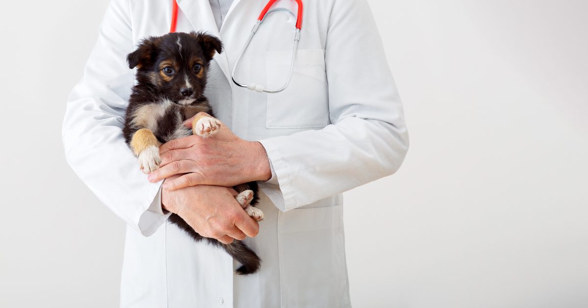 vet holding a puppy against a white background