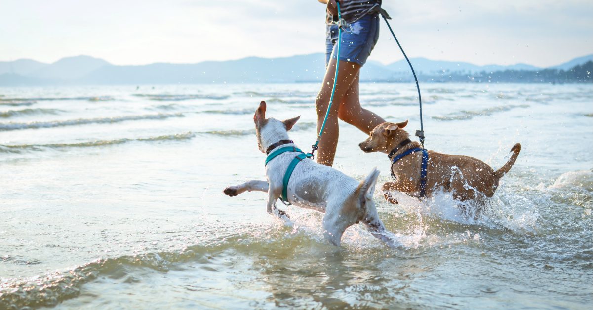 two leashed dogs running into the water at the beach with their female owner
