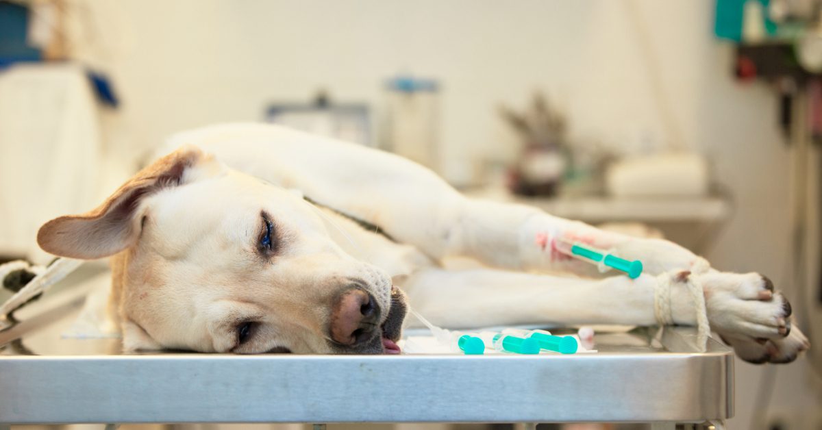 sick dog at urgent care vet