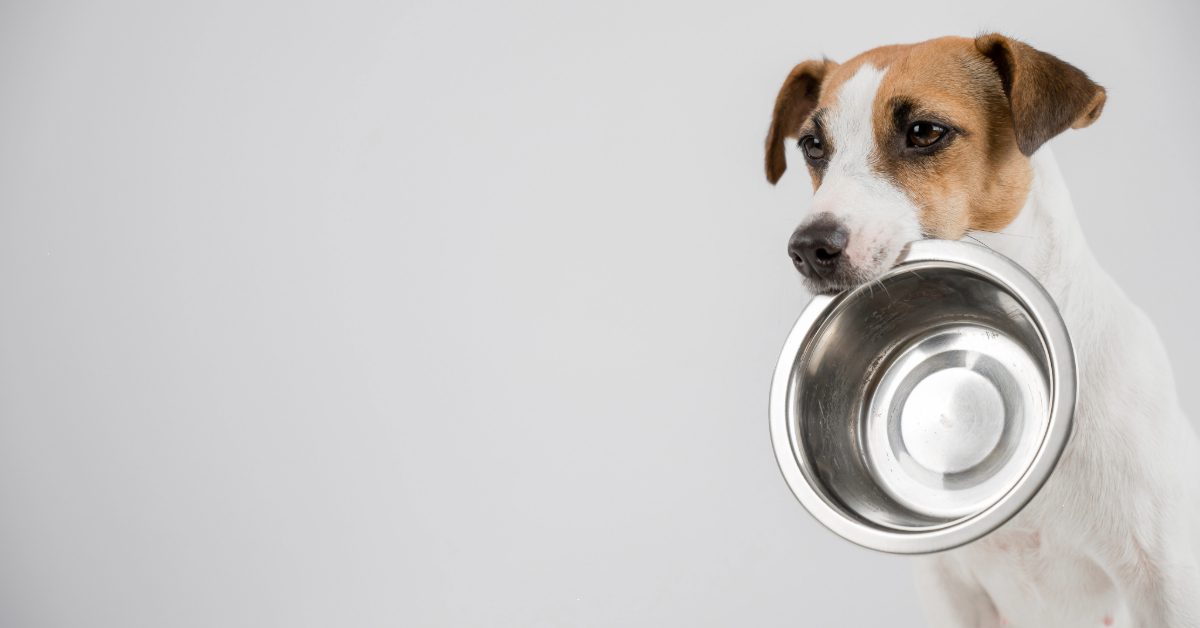 jack russell terrier dog holding empty metal food bowl in its mouth