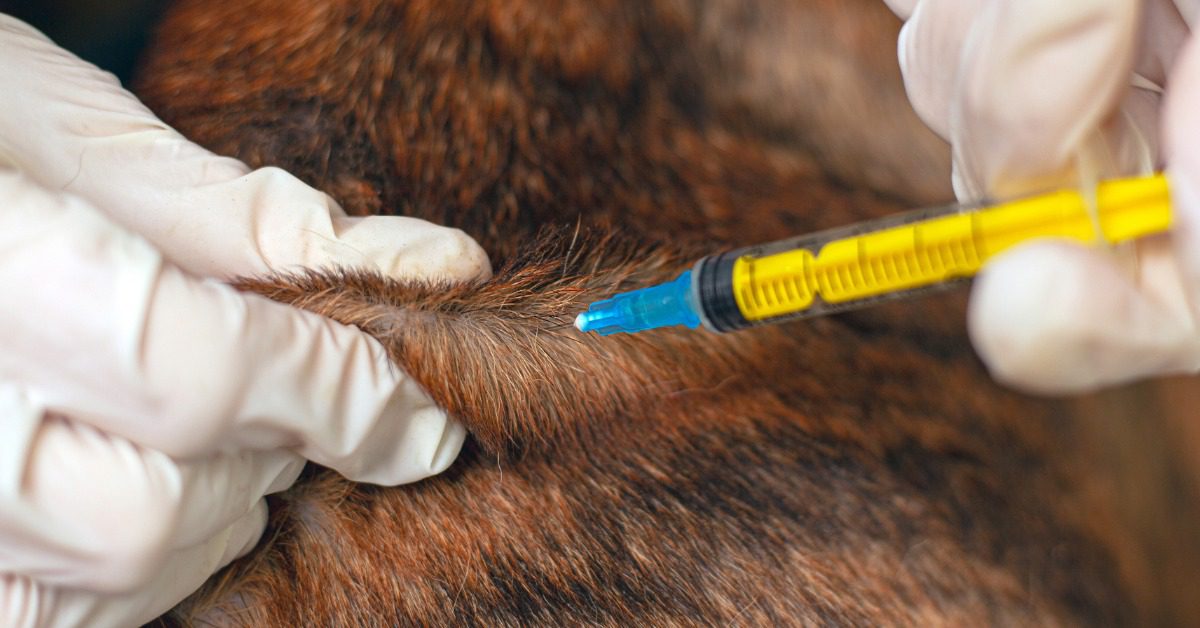 Core Vaccines shot being administered to pet