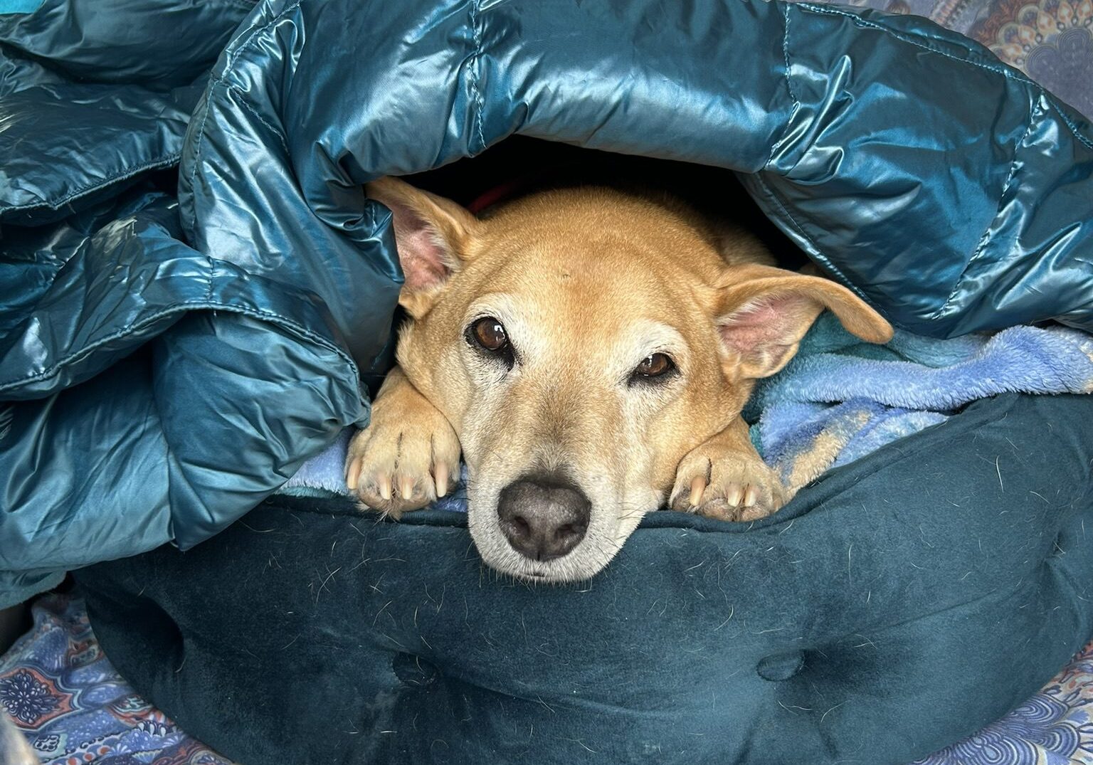 dog named Cali in a blanket