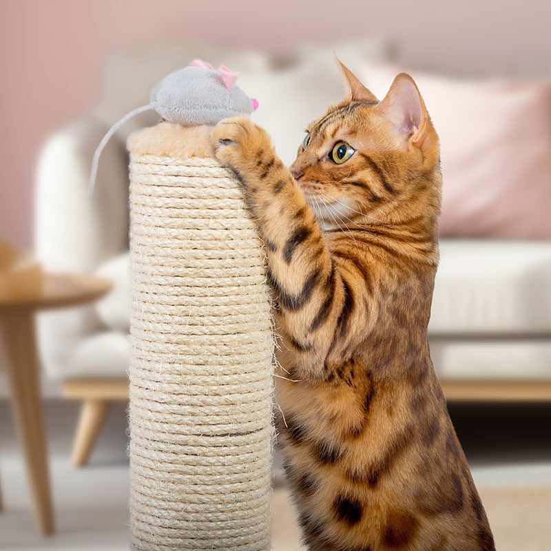 Bangle cat playing with mouse toy on scratcher post