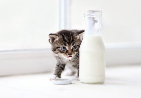 kitten behind a bottle of milk on a table