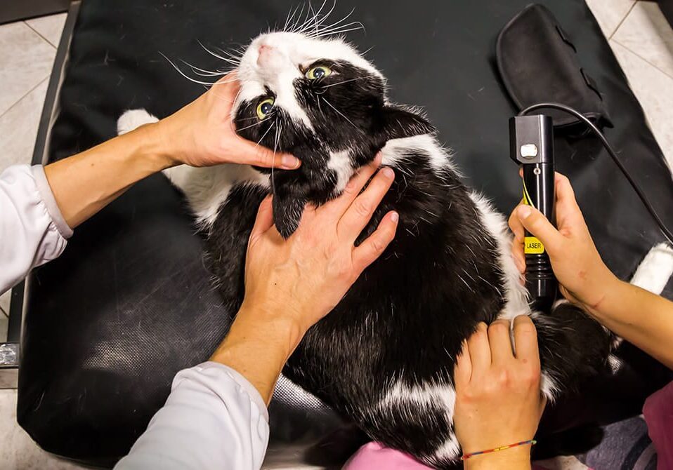 Black Cat Getting Laser Therapy Treatment by Vet