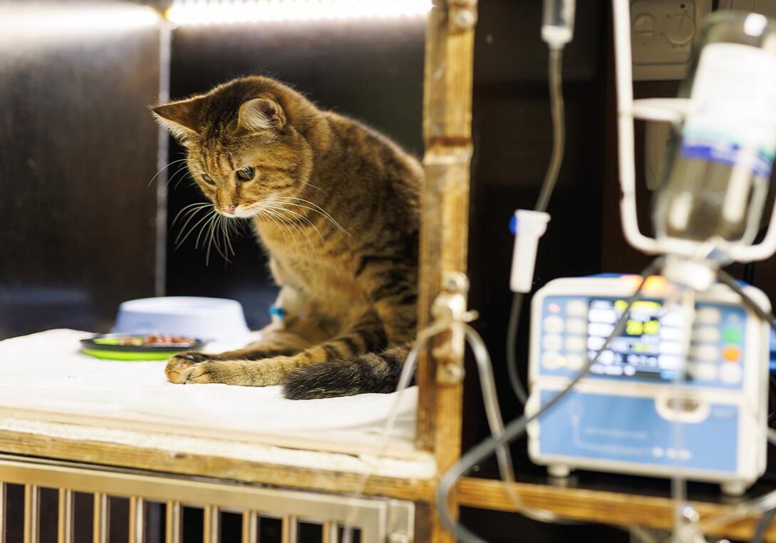 Cat Hooked Up To Monitors In Icu