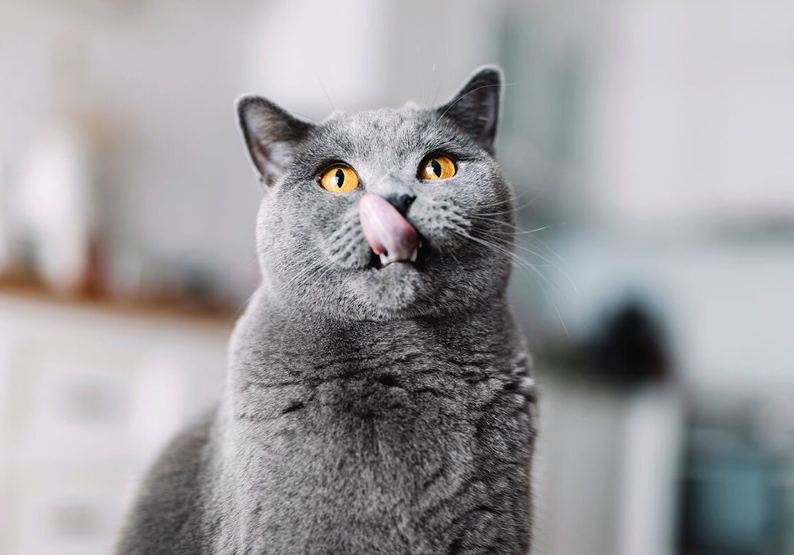 gray cat licking its lips