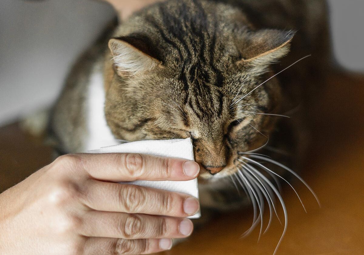 pet owner cleans cat's eyes
