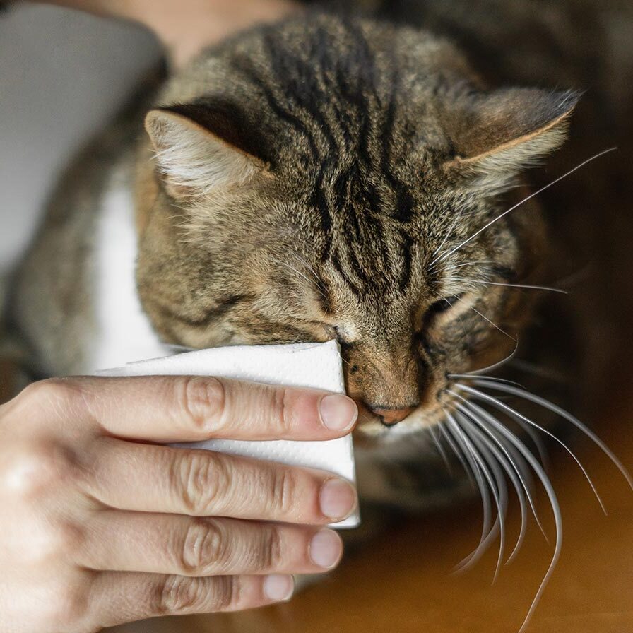 pet owner cleans cat's eyes
