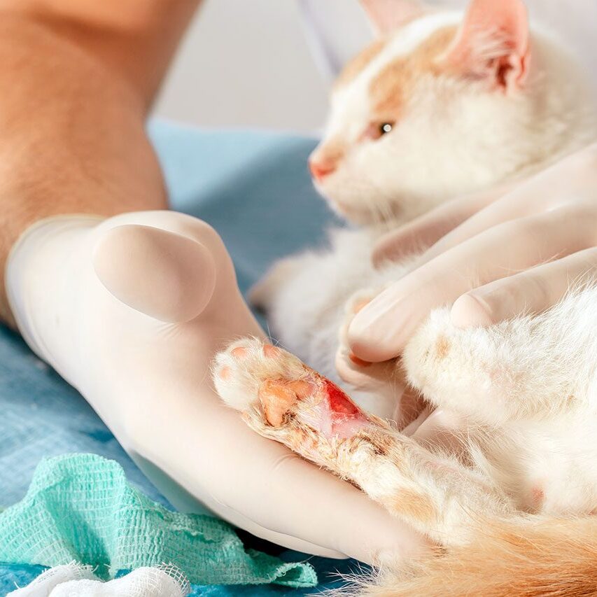veterinarian with an orange cat with an injury on its paw