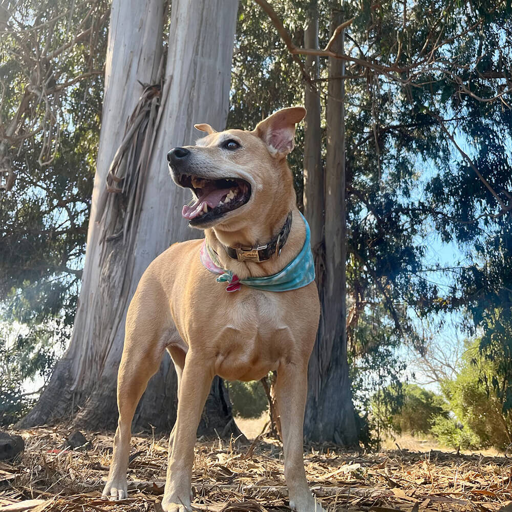 Happy Brown Dog Amongst Tall Trees