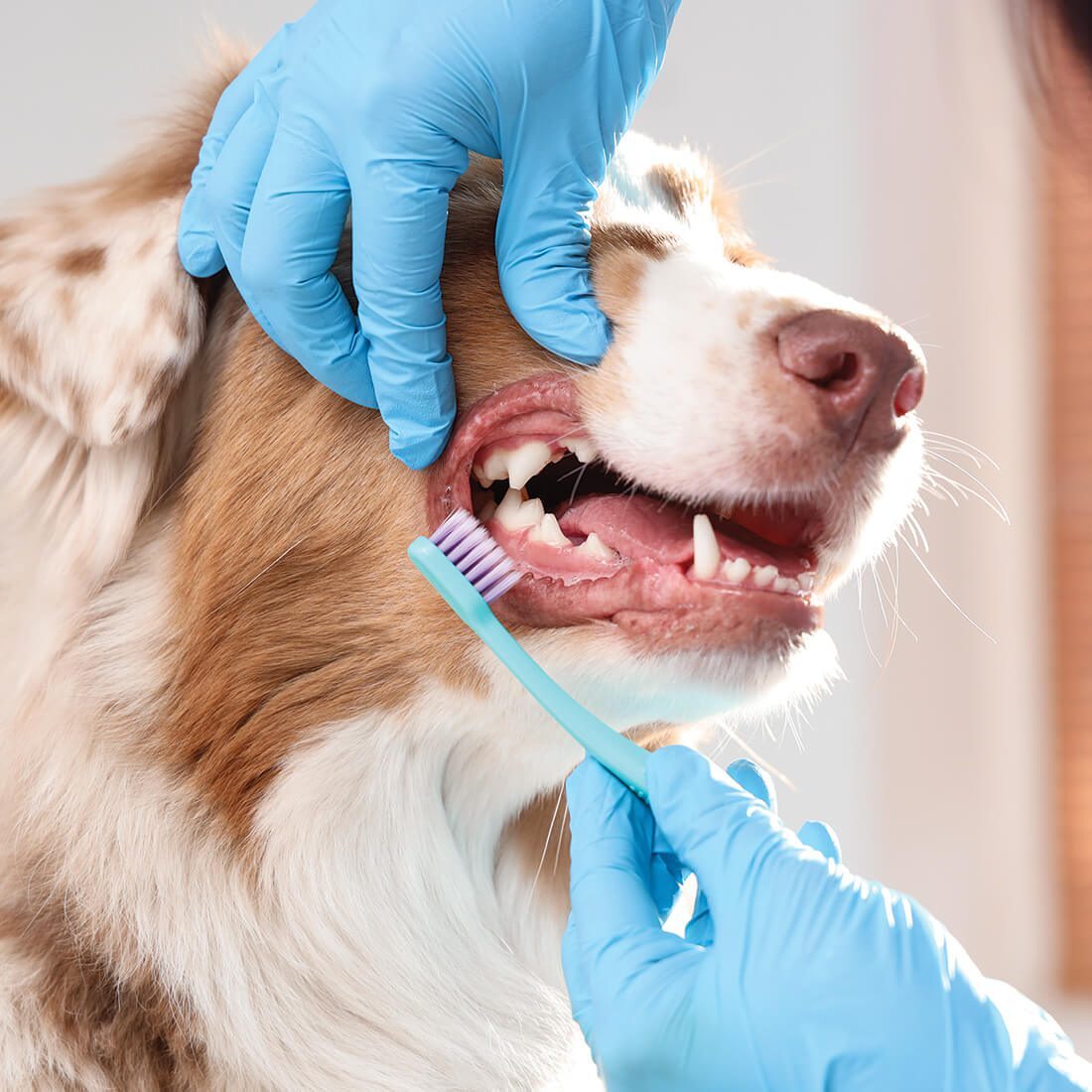 Dog Brown and White Getting Teeth Brushed by Vet