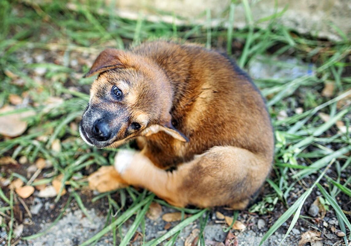 Dog Itch young dog in the grass itching its scruff