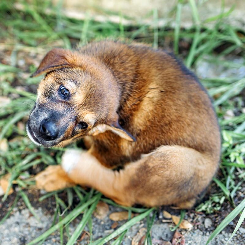 Dog Itch young dog in the grass itching its scruff