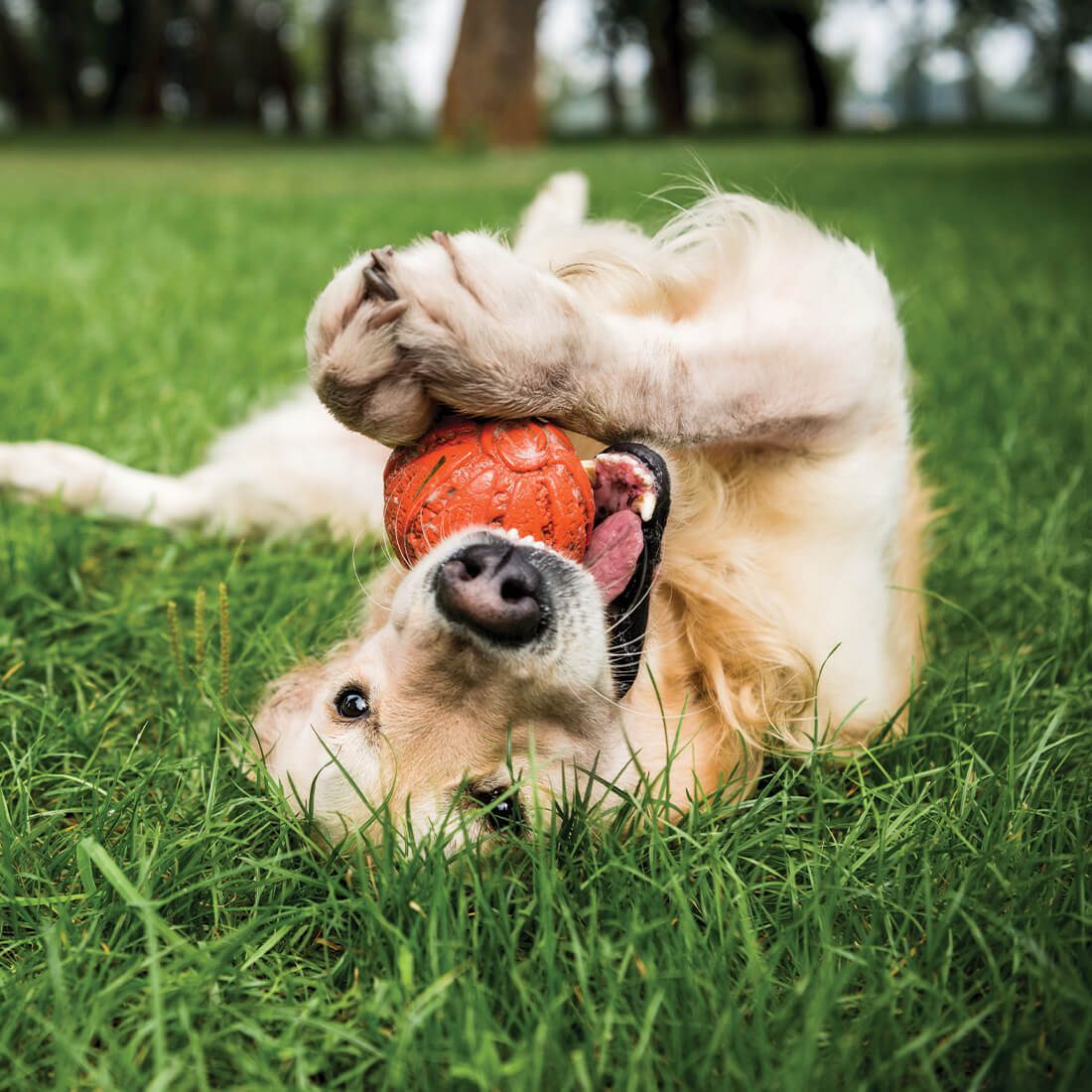 Happy Golden Retriever Dog Laying In Grass With Ball