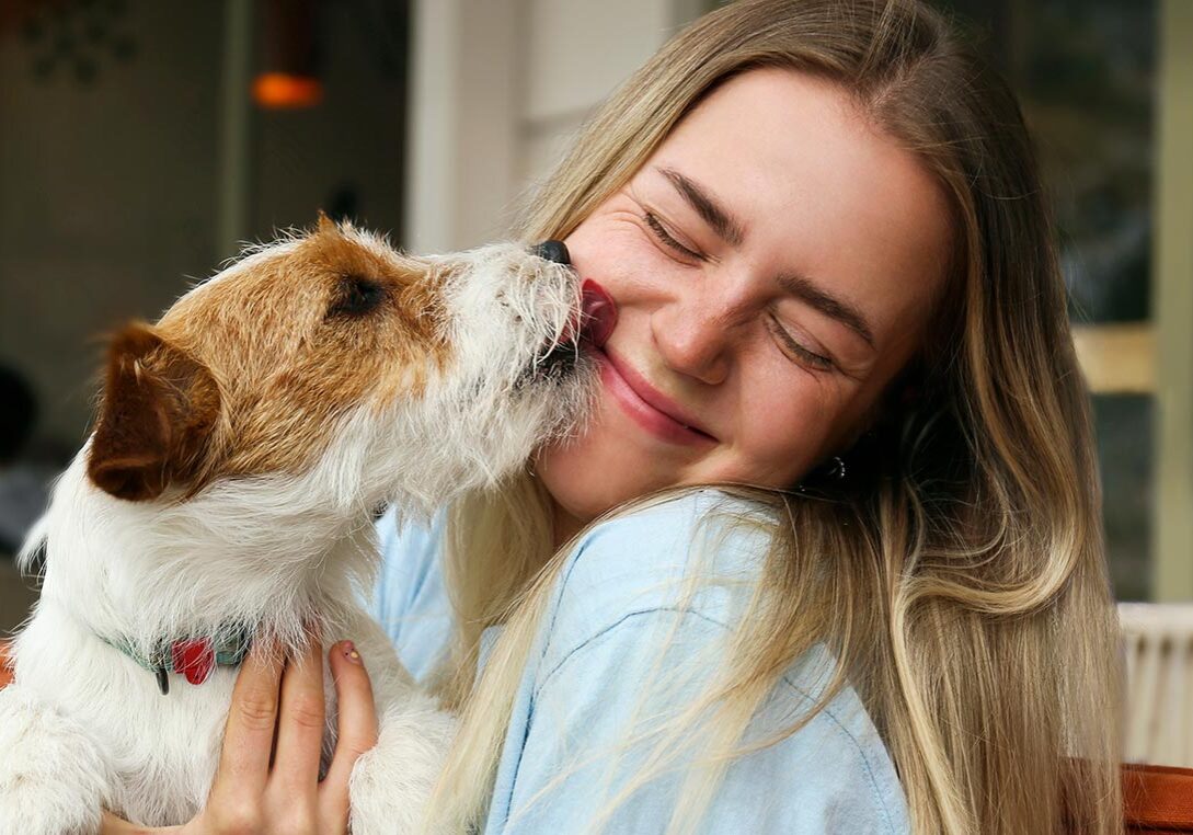 Jack Russell terrier licking happy female owner's cheek Jack Russell terrier licking happy female owner's cheek