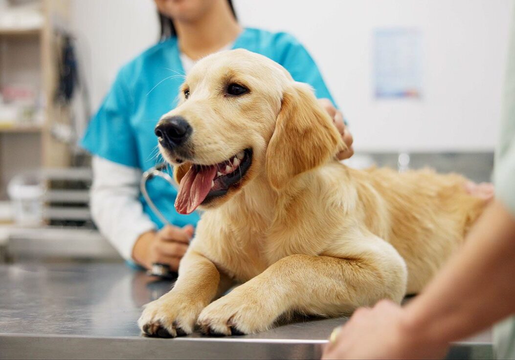 Dog On Table young golden lab sits on the clinic table with the veterinarian in the background