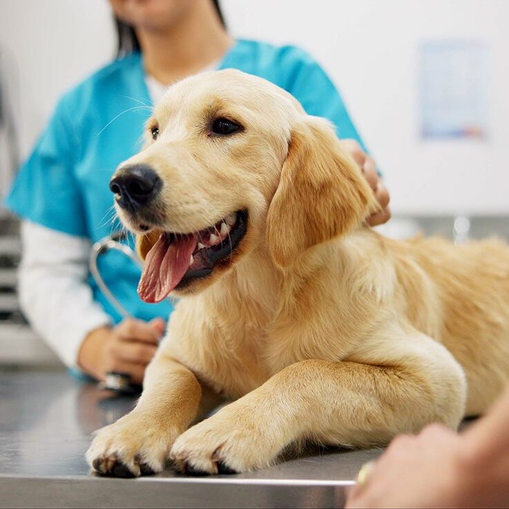 Dog On Table young golden lab sits on the clinic table with the veterinarian in the background