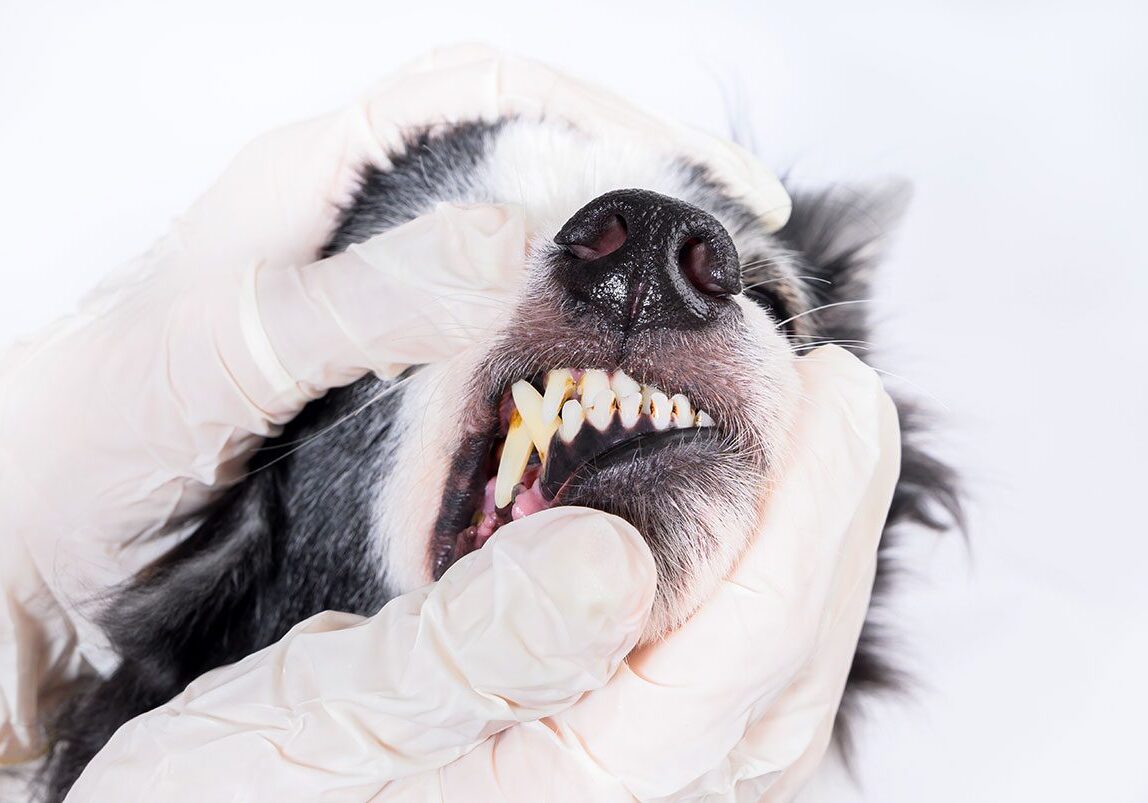 closeup of a veterinarian's gloved hands inspecting dog's teeth