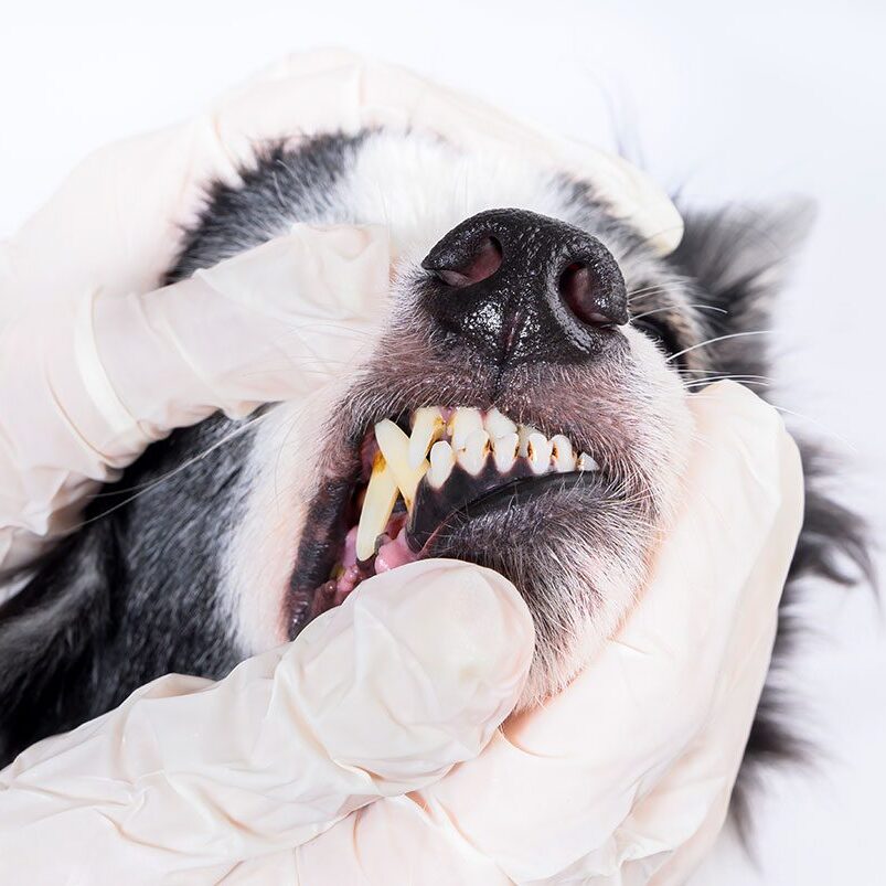 closeup of a veterinarian's gloved hands inspecting dog's teeth
