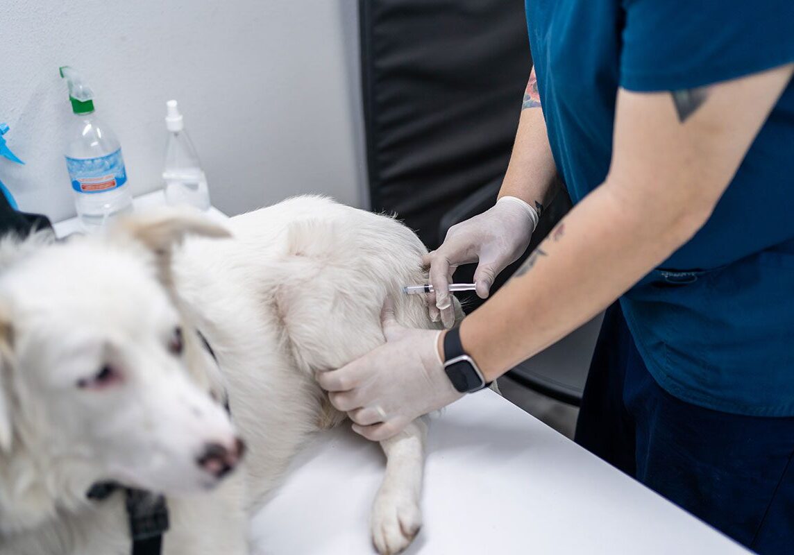 Dog Vaccine white dog getting a vaccination
