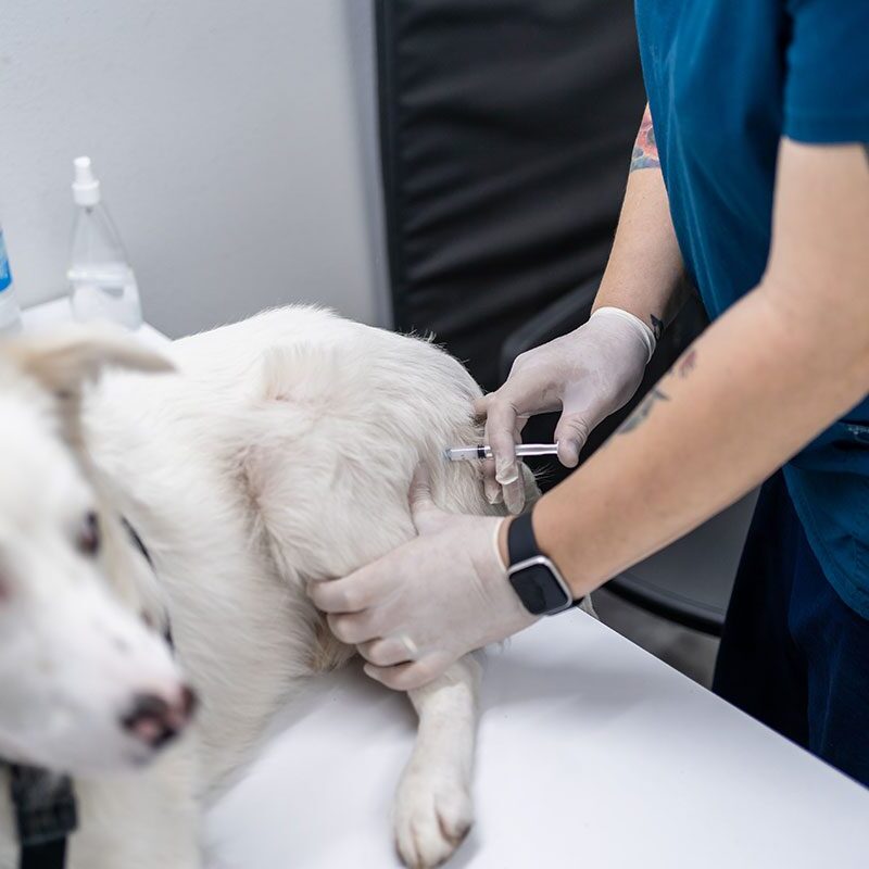 Dog Vaccine white dog getting a vaccination