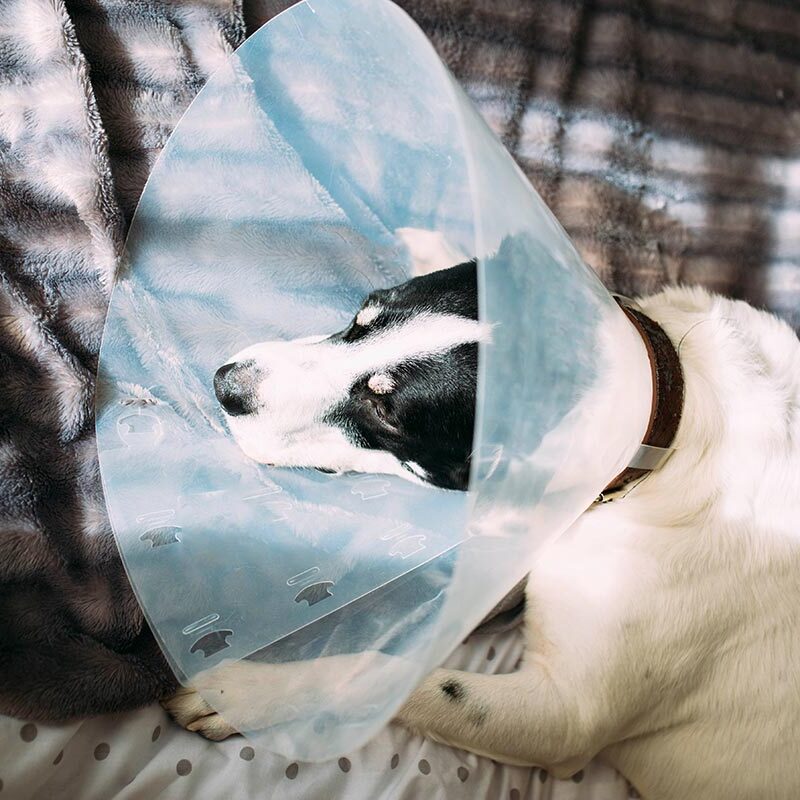 black and white labrador retriever wearing surgical cone and lying in bed