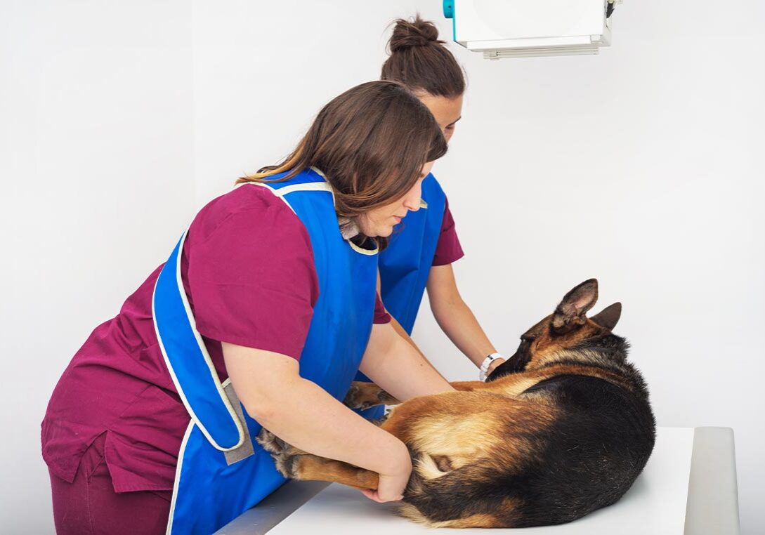 Female Radiologists Positioning German Shepherd on table to take x-ray of abdomen