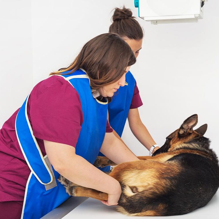 Female Radiologists Positioning German Shepherd on table to take x-ray of abdomen