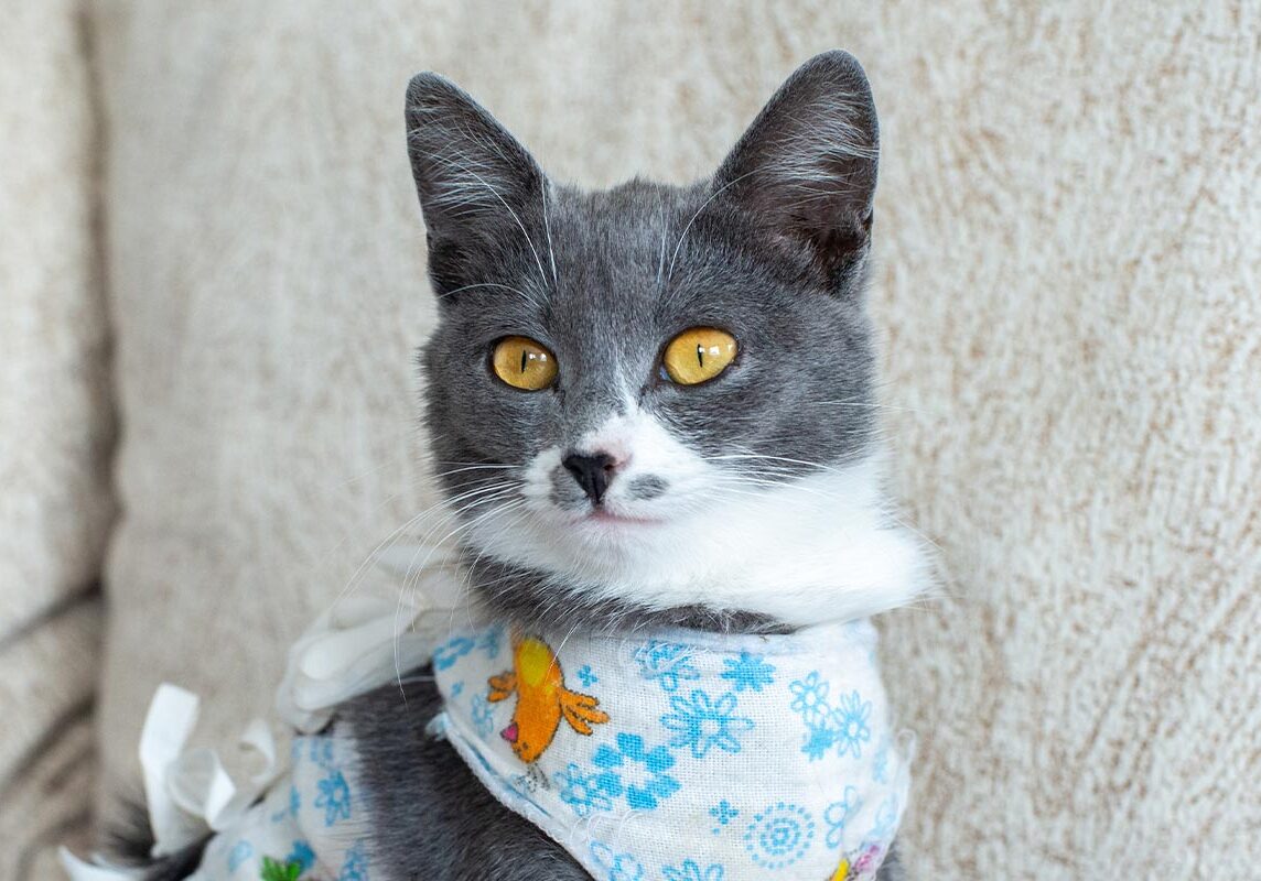fluffy grey and white cat siting on sofa while wearing postoperative bandage