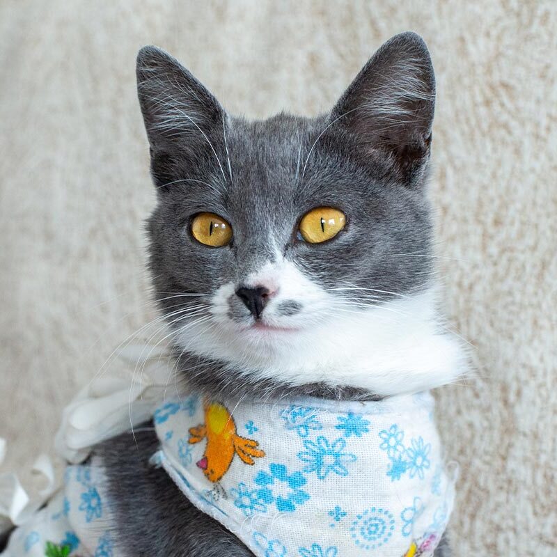 fluffy grey and white cat siting on sofa while wearing postoperative bandage