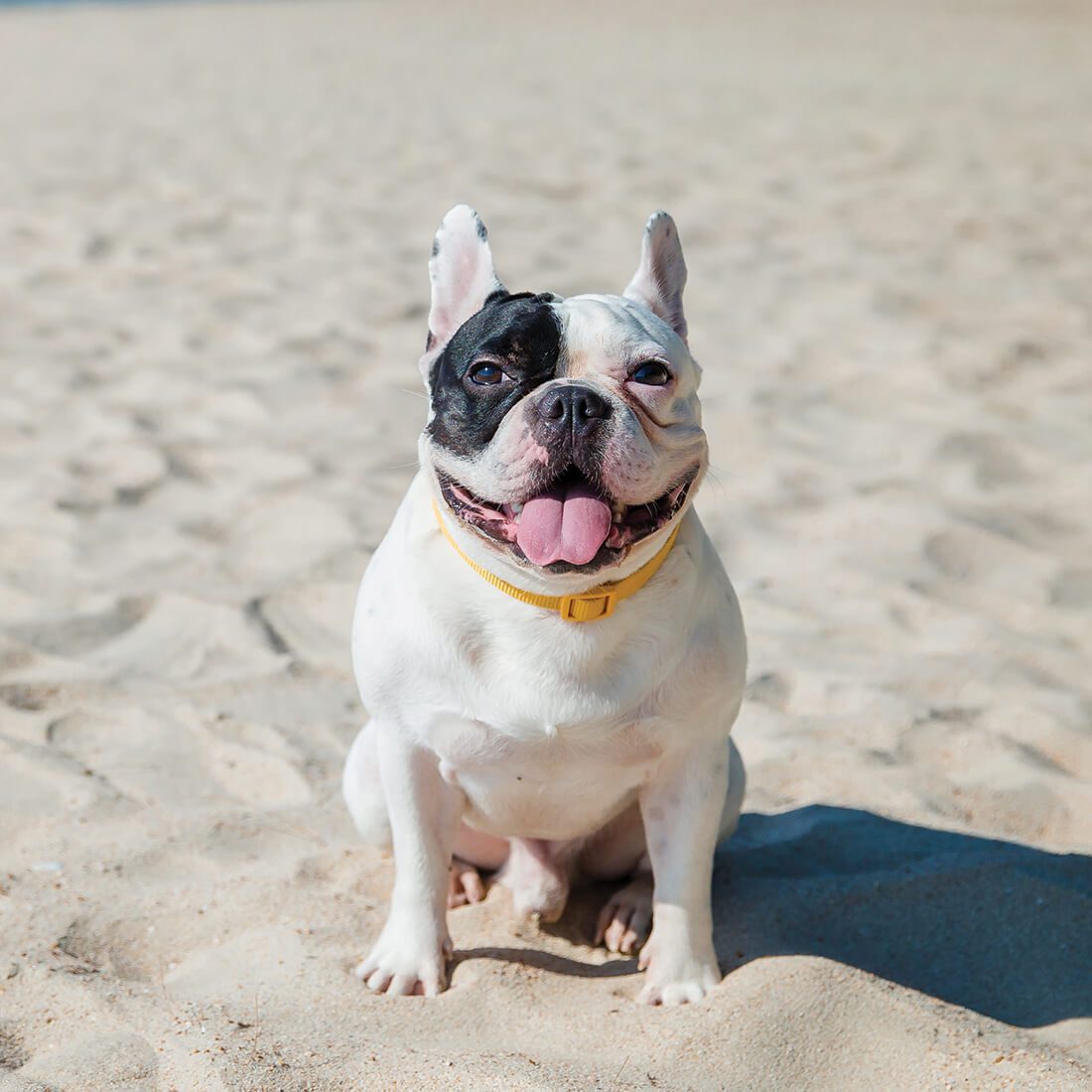 Black and White French Bulldog Sitting In Sand