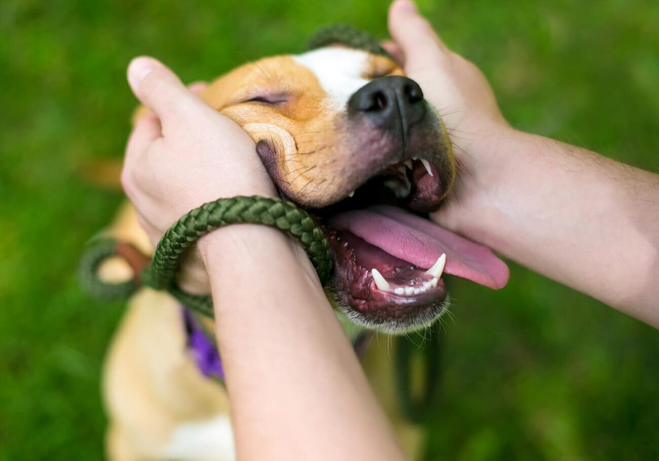 Happy Brown Pitbull Dog Getting Face Smooshes
