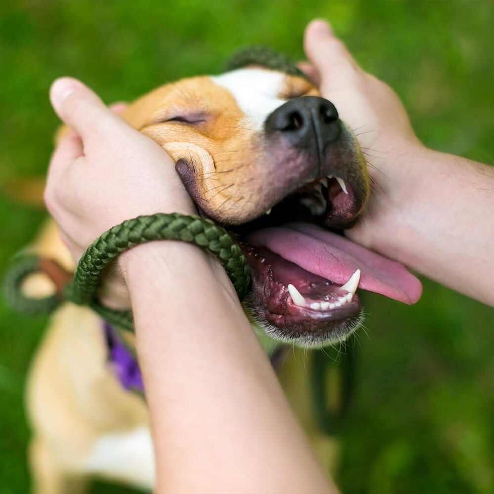 Happy Brown Pitbull Dog Getting Face Smooshes