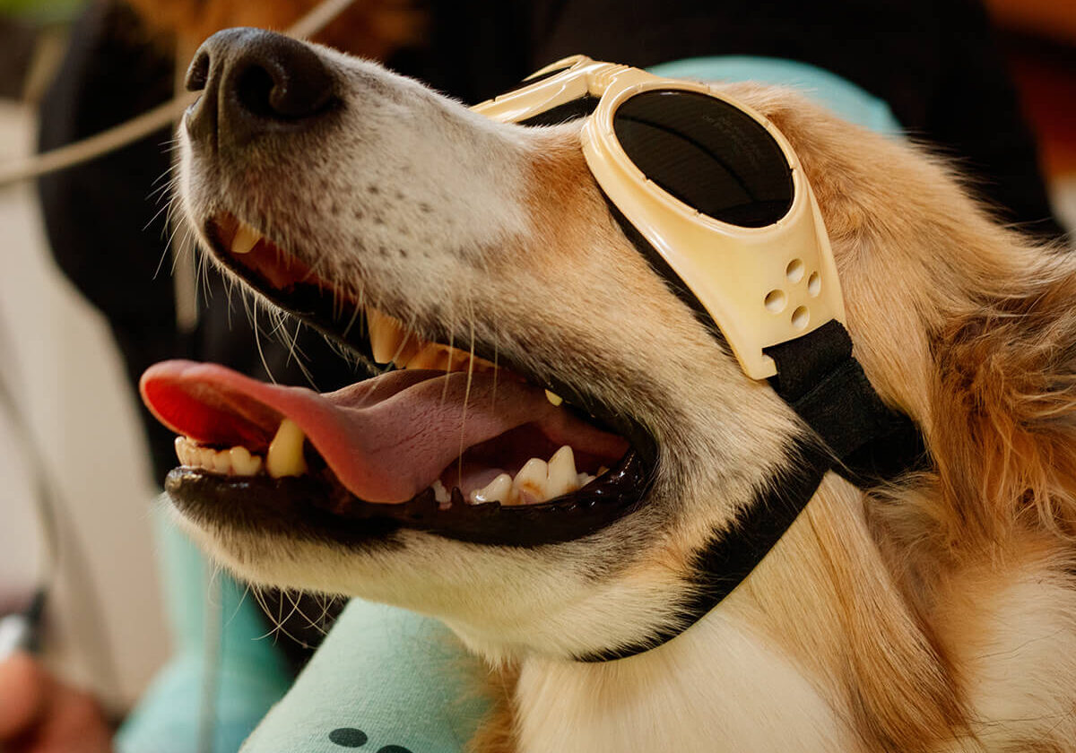 Happy Tan Dog With Goggles Getting Laser Therapy