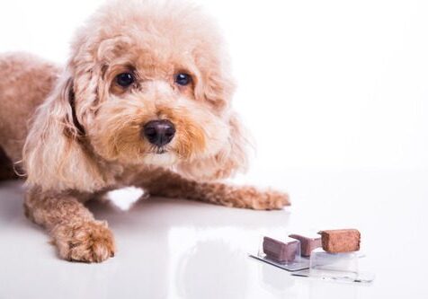 poodle dog laying in front of beef chewables for heartworm prevention