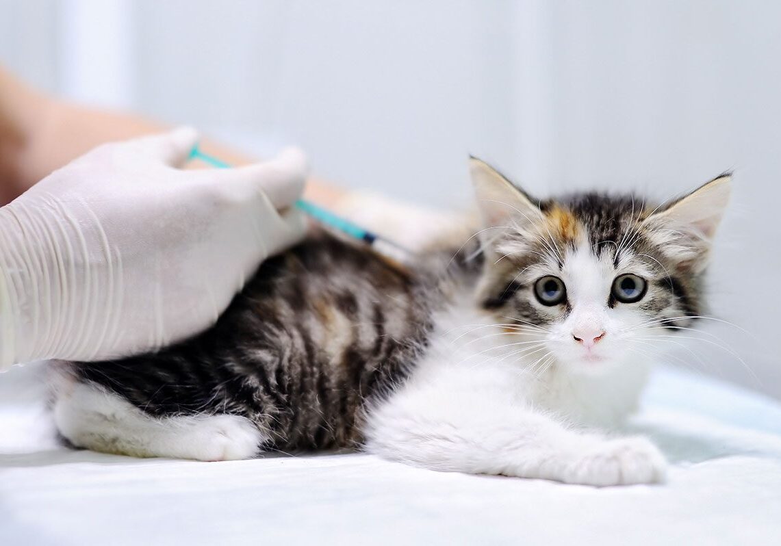calico kitten receiving a vaccine