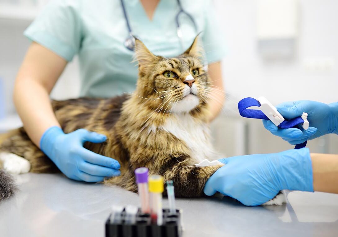 Maine Coon Cat Getting Bloodwork Done from two staff members
