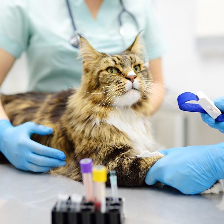 Maine Coon Cat Getting Bloodwork Done from two staff members