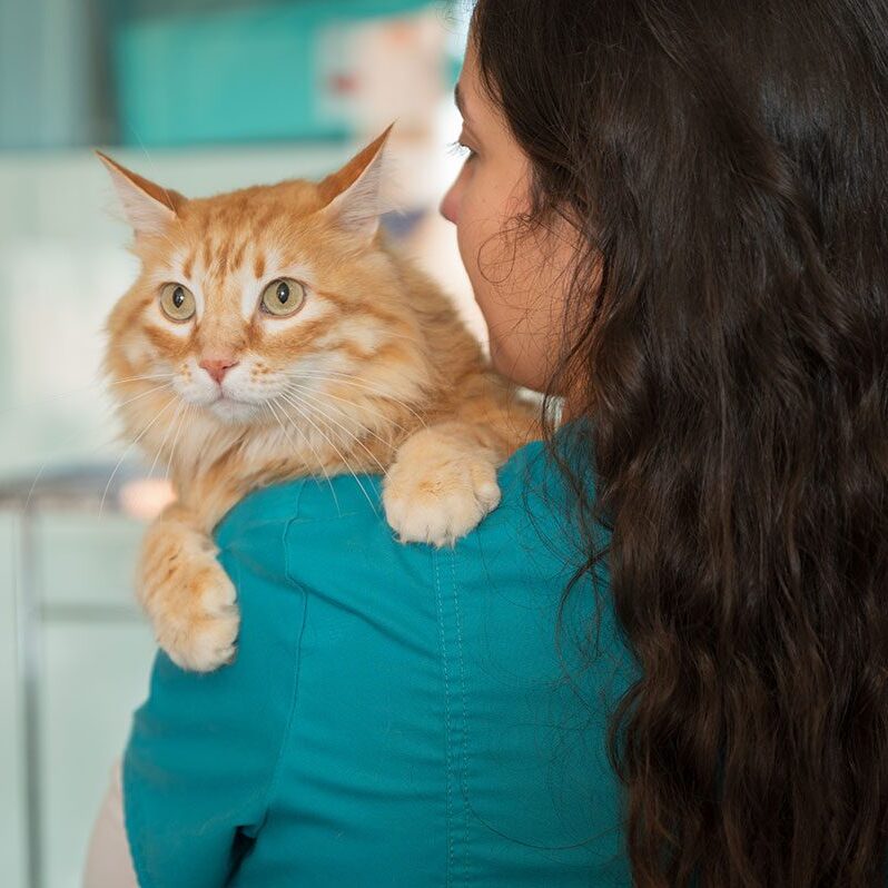 veterinarian holds orange cat over her shoulder